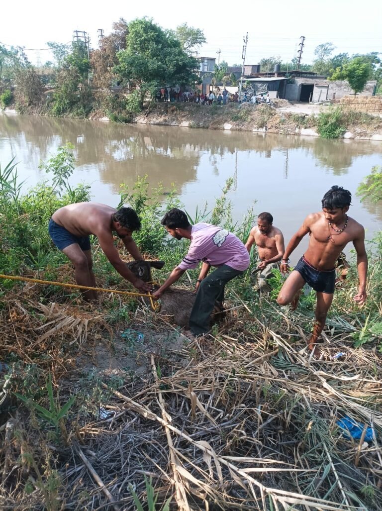 ਜੰਗਲ ਤੋਂ ਭਟਕਦਾ ਹੋਇਆ ਬਾਰਾਂ ਸਿੰਗਾਂ ਨਹਿਰ ਵਿੱਚ ਡਿੱਗਿਆ, ਨੌਜਵਾਨਾਂ ਨੇ ਬਾਹਰ ਕੱਢਿਆ 