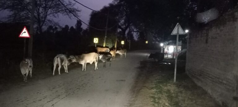 ਹਰ ਰੋਜ਼ ਬੇਸਹਾਰਾ ਪਸ਼ੂਆਂ ਦਾ ਗਿਣਤੀ ਵਿੱਚ ਵਾਧਾ ਹੋ ਰਿਹਾ ਹੈ 